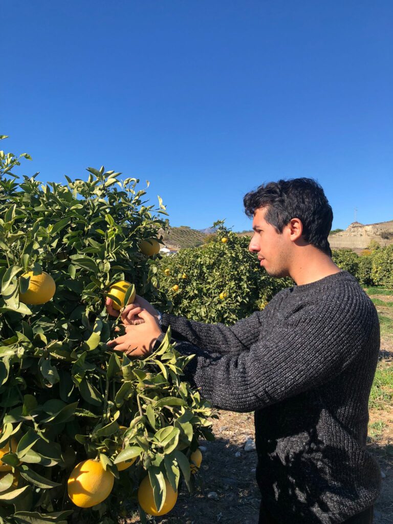 récolte de citrons bio Espagne