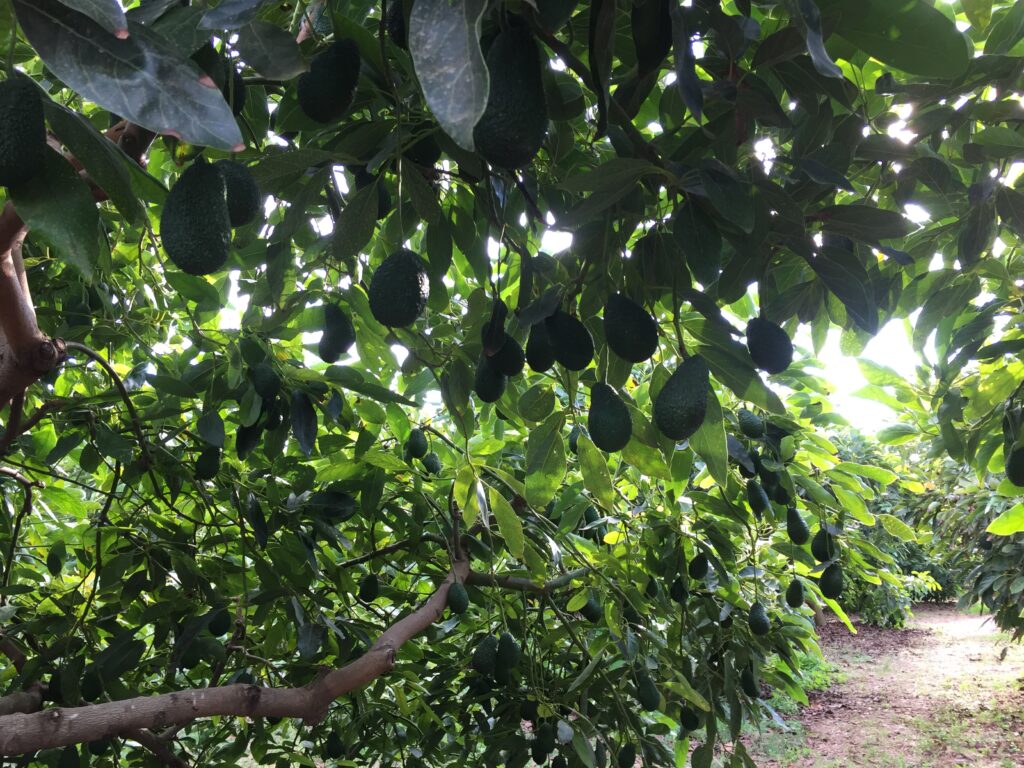 avocats bio équitables