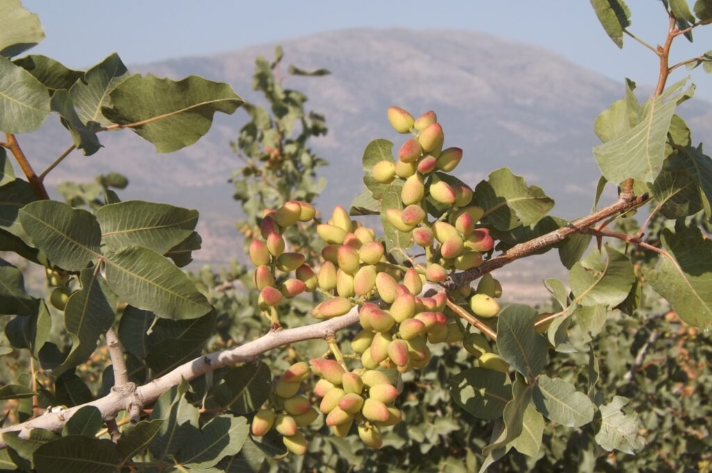 pistaches biologiques d'Espagne